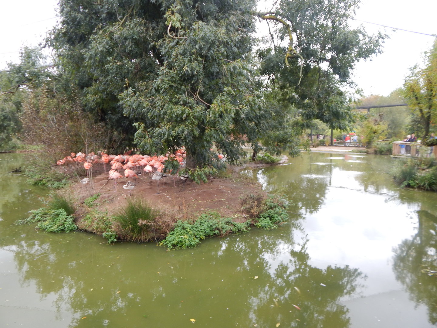 Latin American Wetlands Aviary 221022