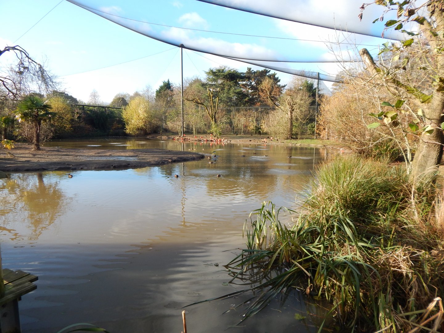 Latin American Wetlands Aviary 241123