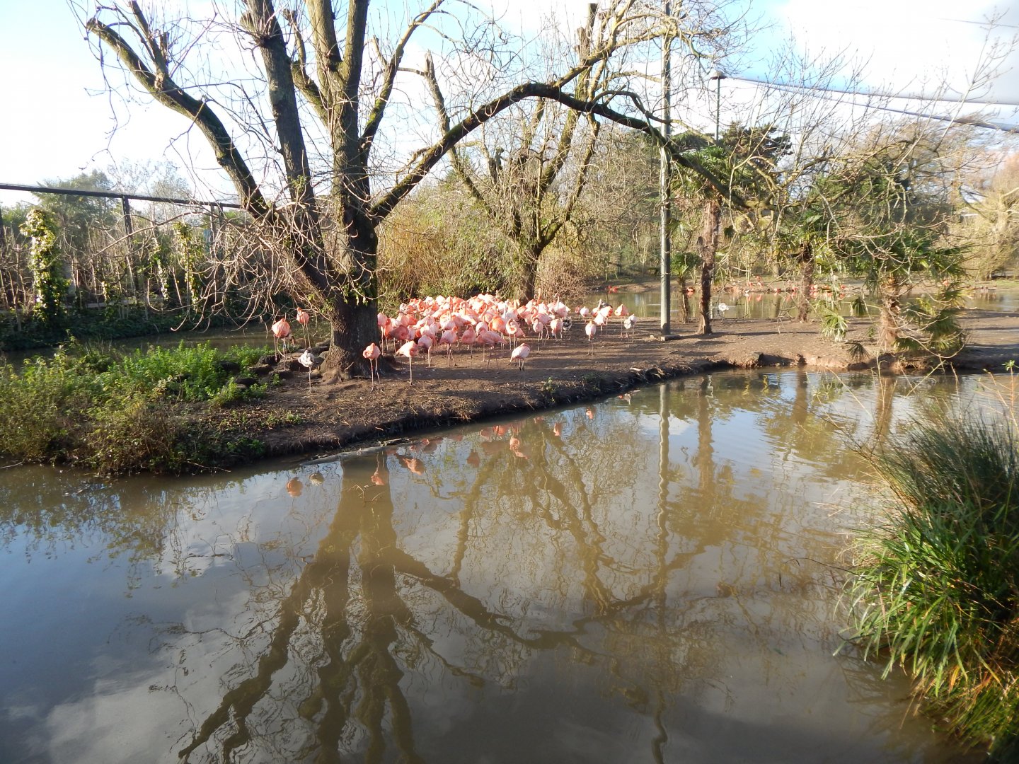 Latin American Wetlands Aviary 241123