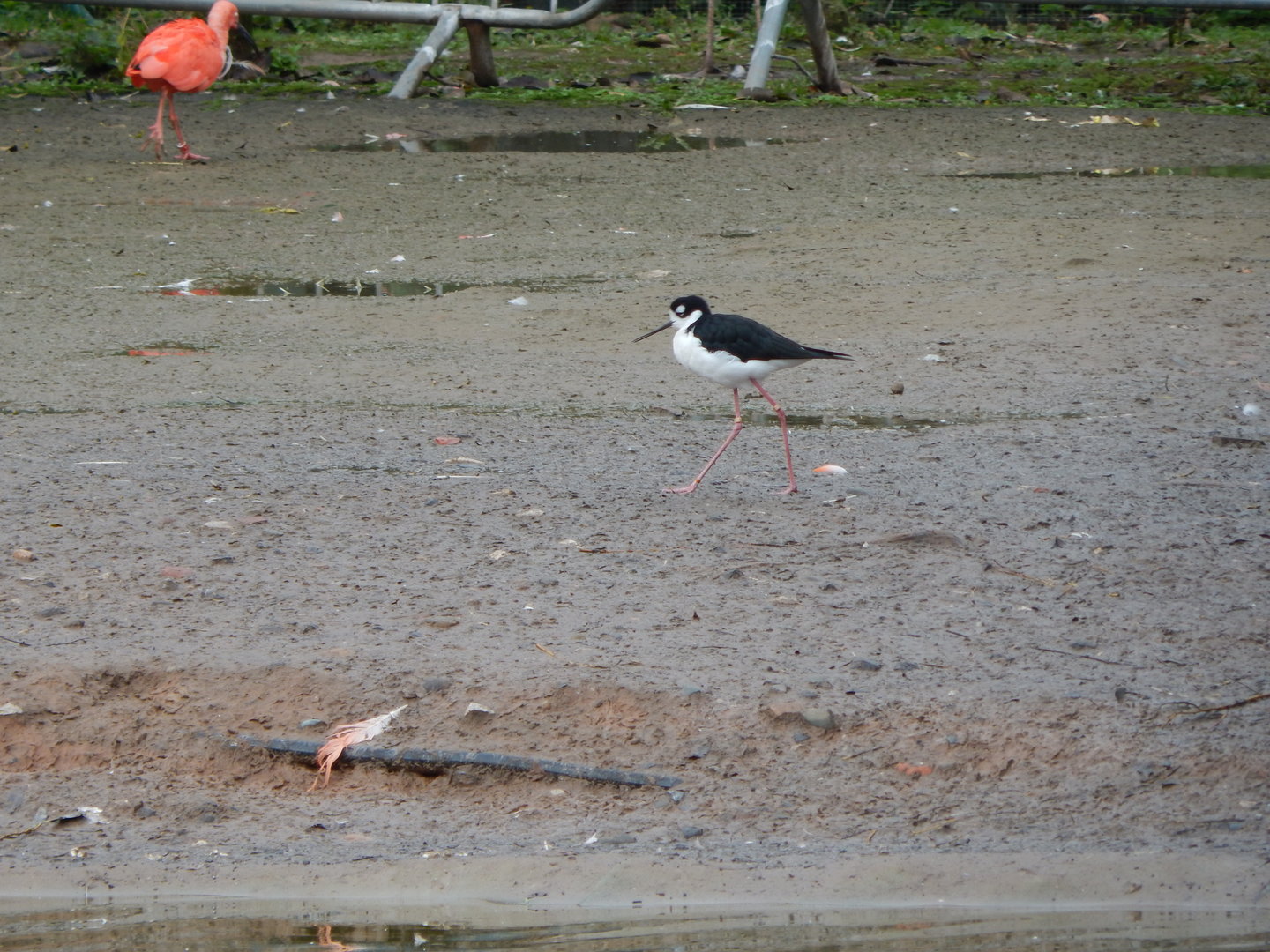 Latin American Wetlands Aviary - Black-necked stilt 221022