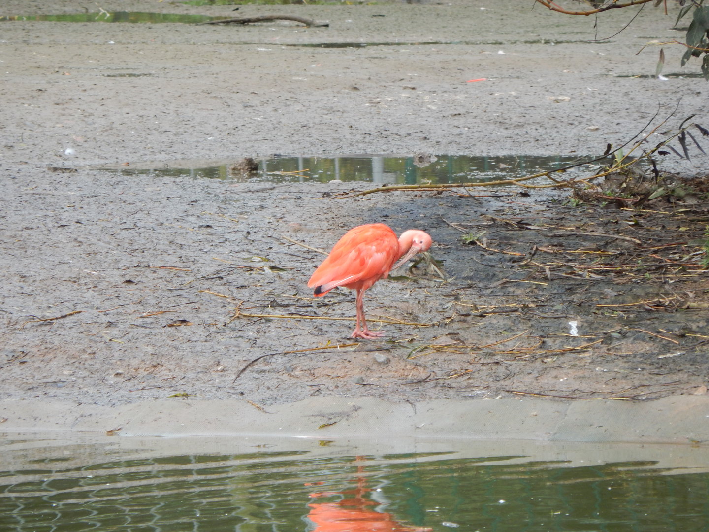Latin American Wetlands Aviary - Scarlet ibis 221022