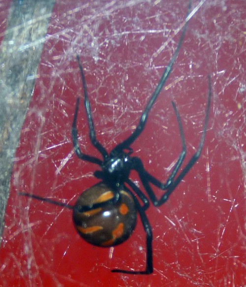 Latrodectus Mactans (22-7-17 Faunia)