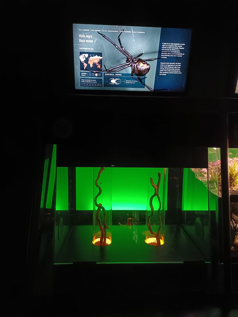 Latrodectus sp. exhibit - Bioparc Acuario de Gijón