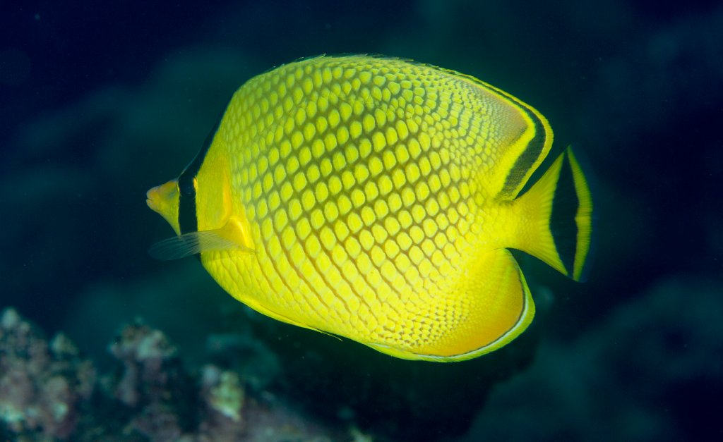 Lattice Butterflyfish