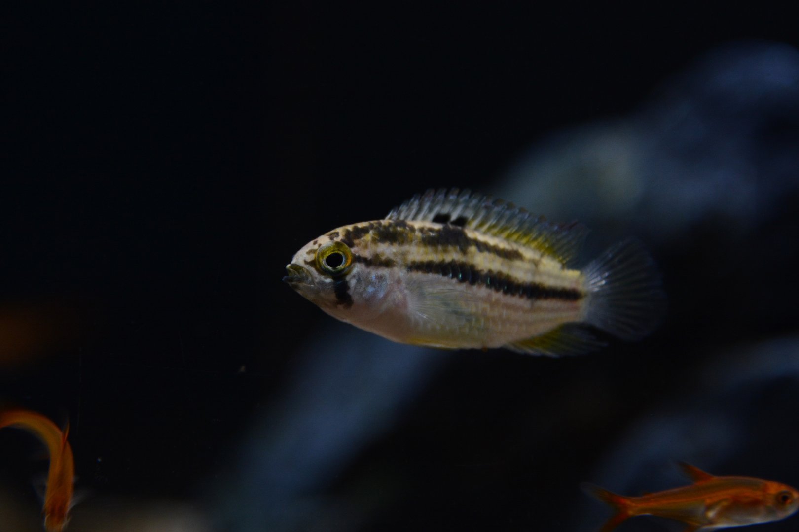 Lattice dwarf cichlid (Nannacara taenia)