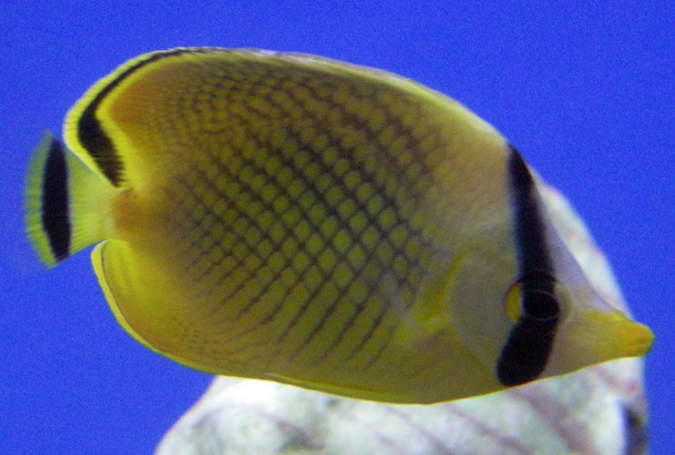 Latticed Butterflyfish (Chaetodon rafflesii)