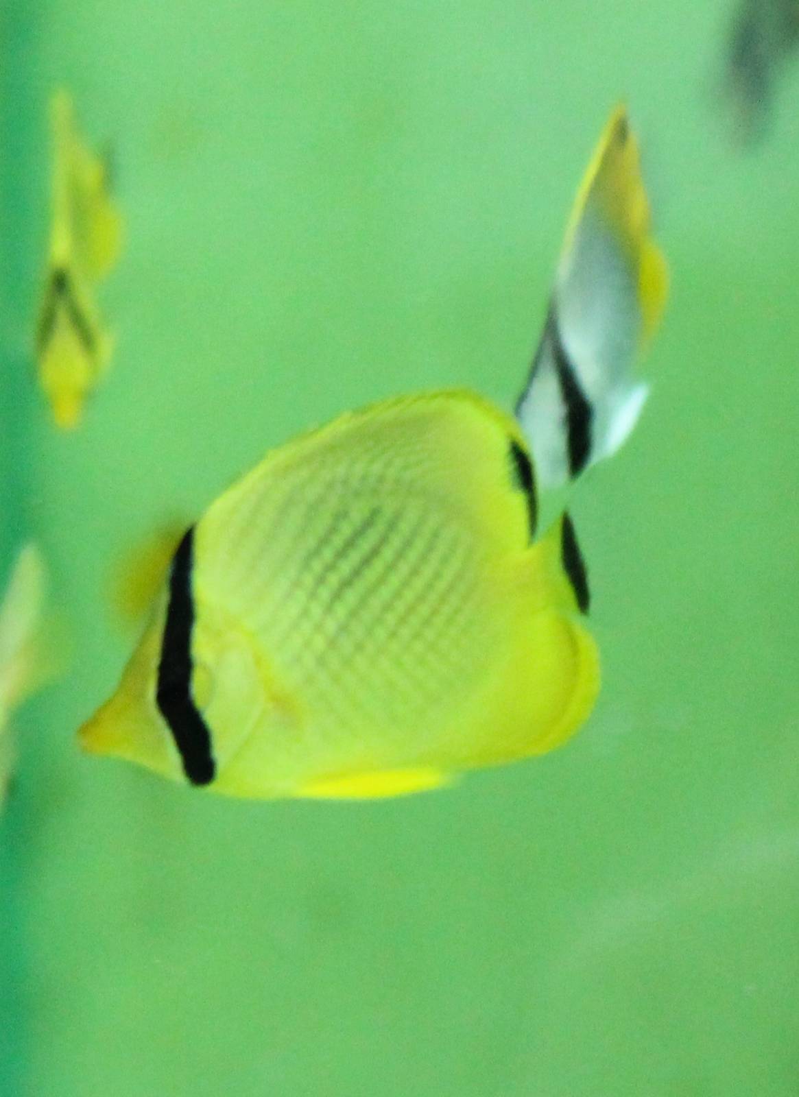 Latticed butterflyfish - Chaetodon rafflesii