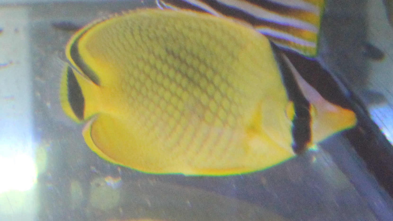 Latticed butterflyfish - Chaetodon rafflesii