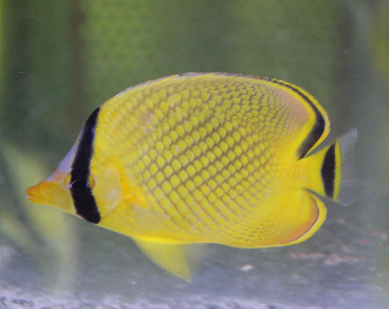 Latticed butterflyfish - Chaetodon rafflesii