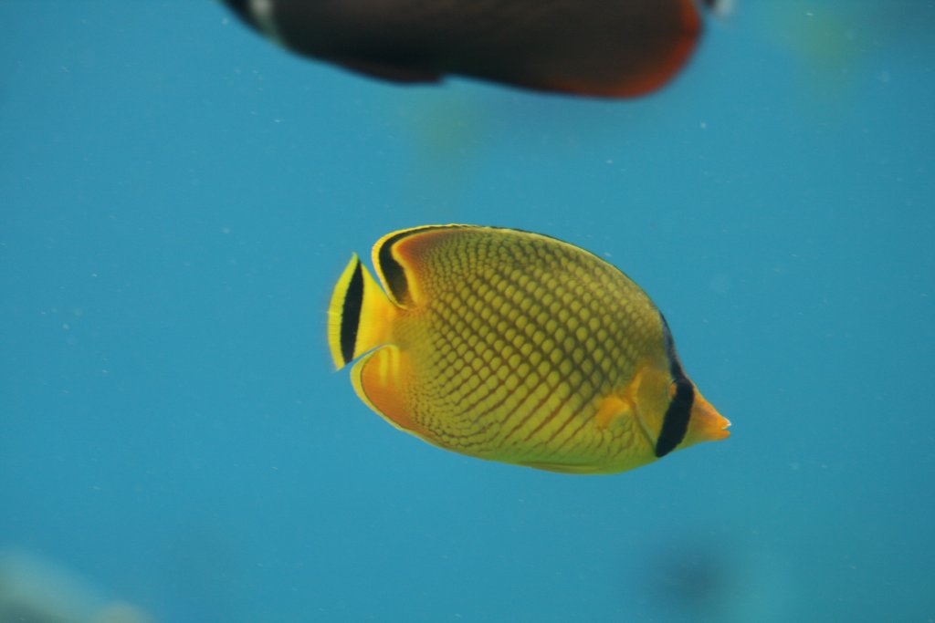 Latticed Butterflyfish