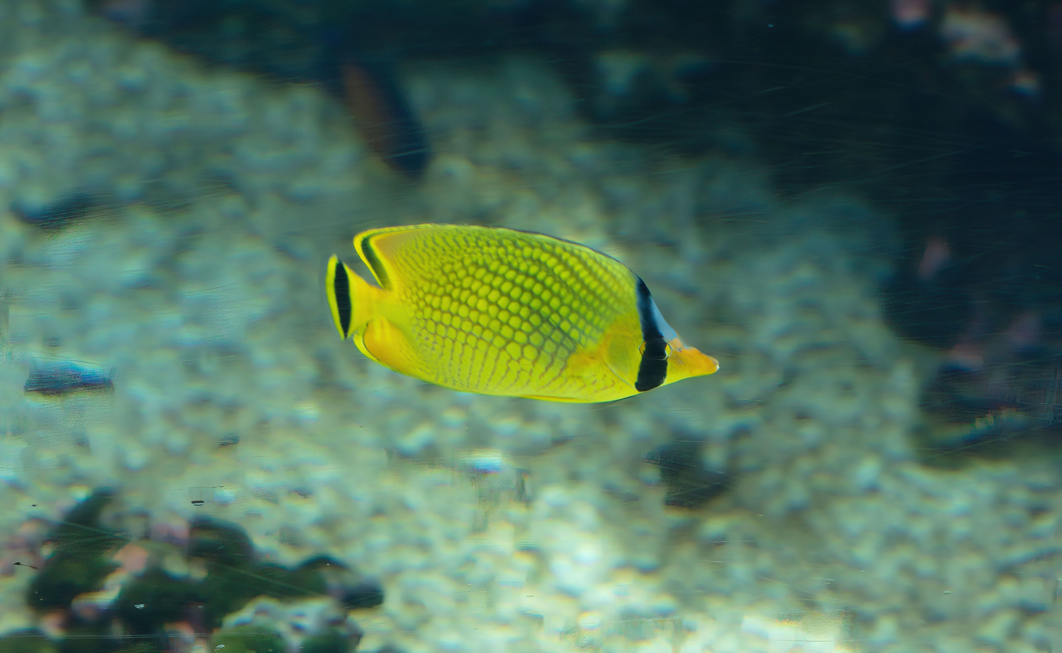 Latticed Butterflyfish