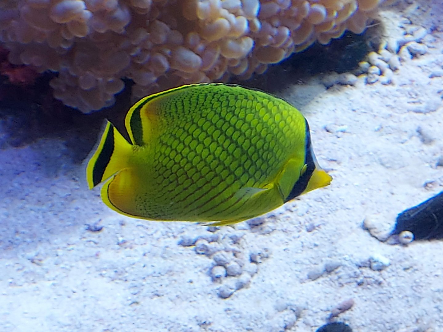 Latticed Butterflyfish