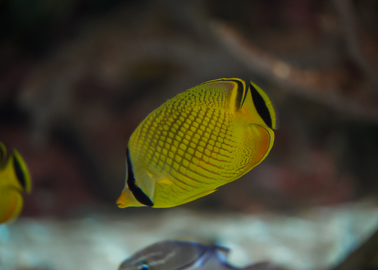 Latticed Butterflyfish