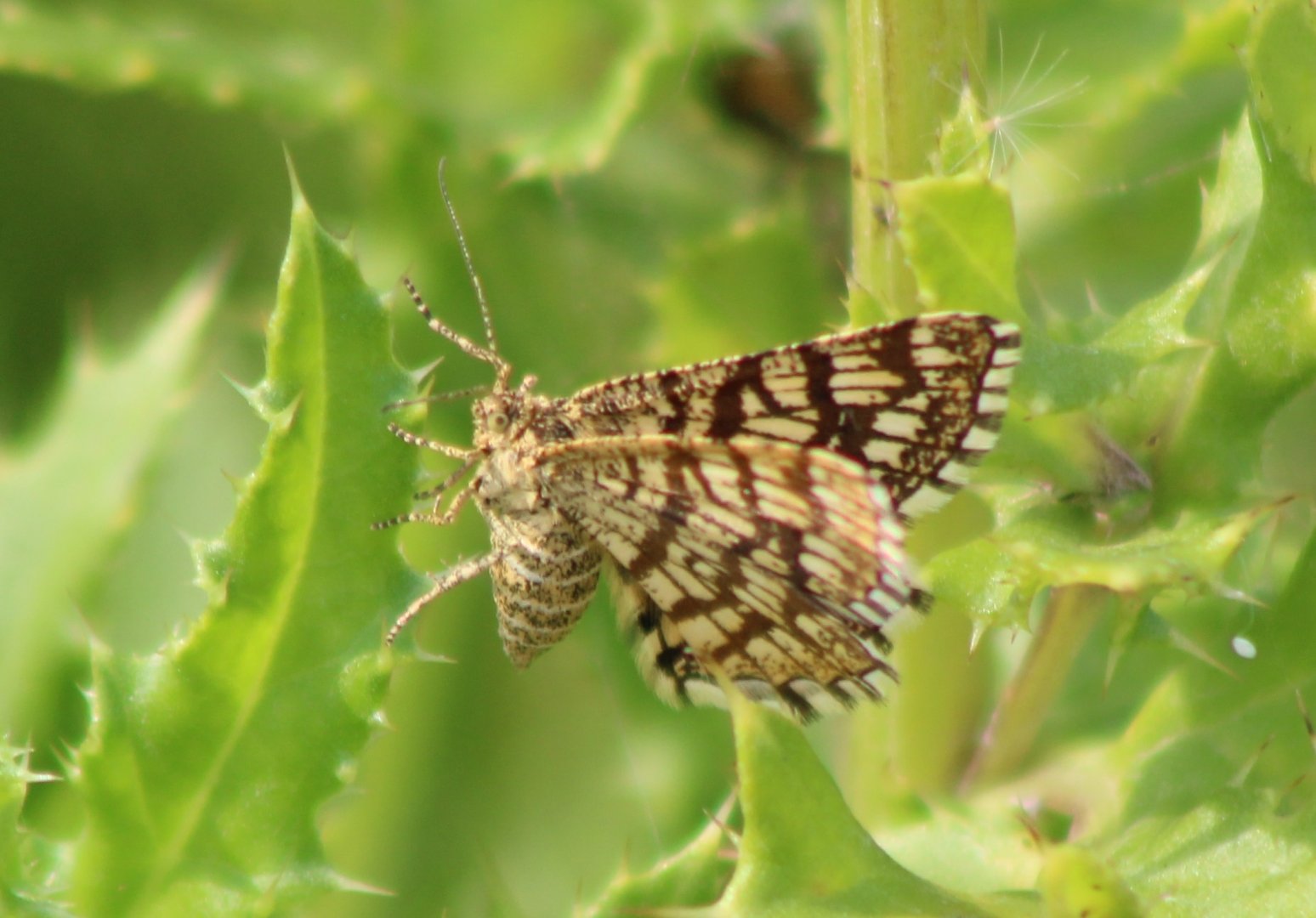 Latticed heath - Chiasmia clathrata