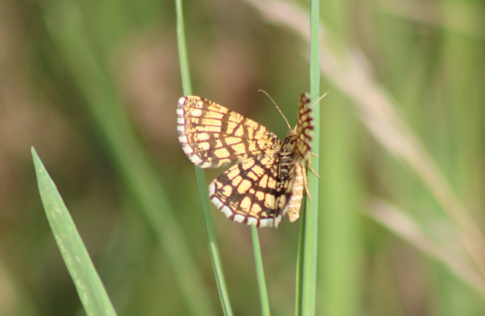 Latticed heath - Chiasmia clathrata