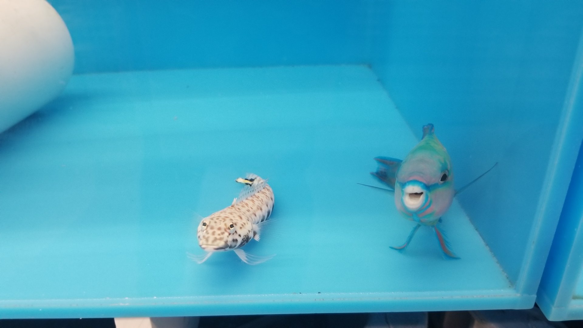 Latticed sandperch and Green parrotfish, Parapercis clathrata and Scarus sp.