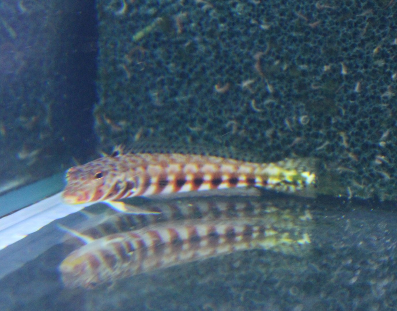 Latticed sandperch - Parapercis clathrata