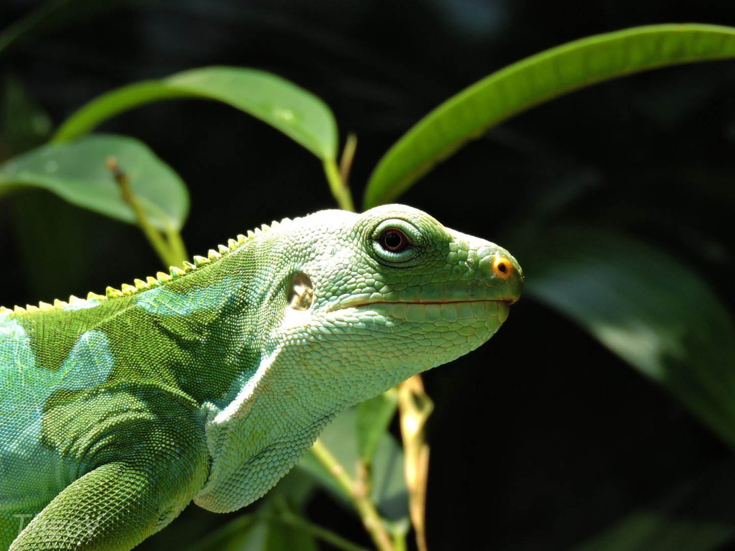 Lau banded iguana [2016]