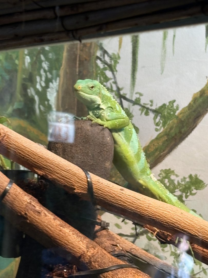 Lau Banded Iguana - African Rainforest Pavilion