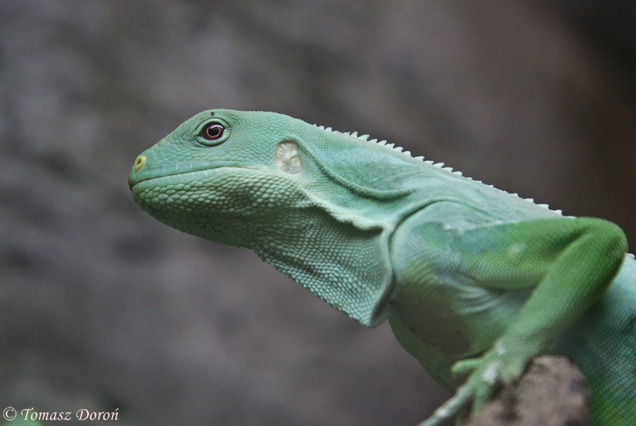 Lau Banded Iguana (Brachylophus fasciatus) at Zamosc Zoo