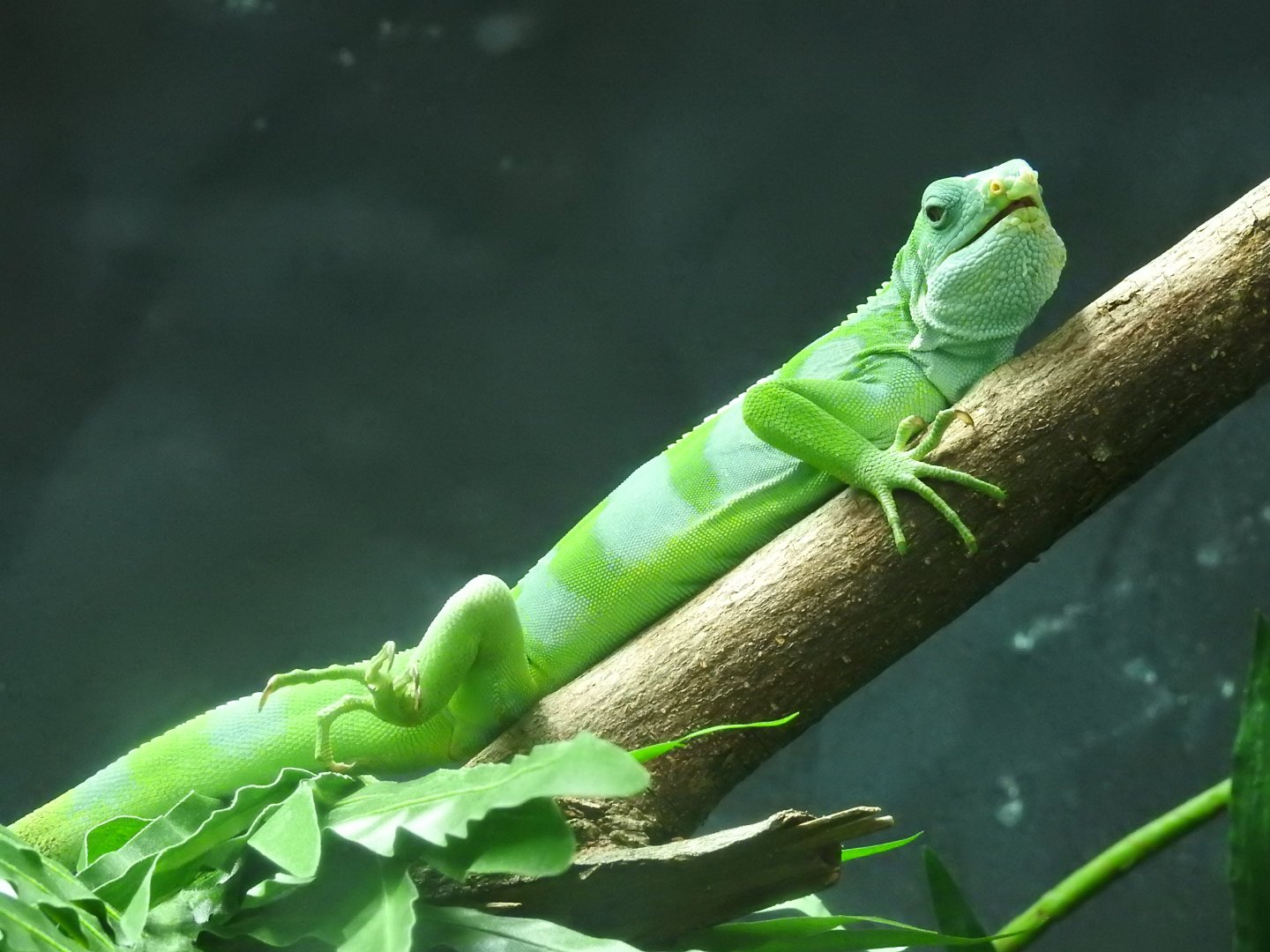 Lau Banded Iguana (Brachylophus fasciatus)
