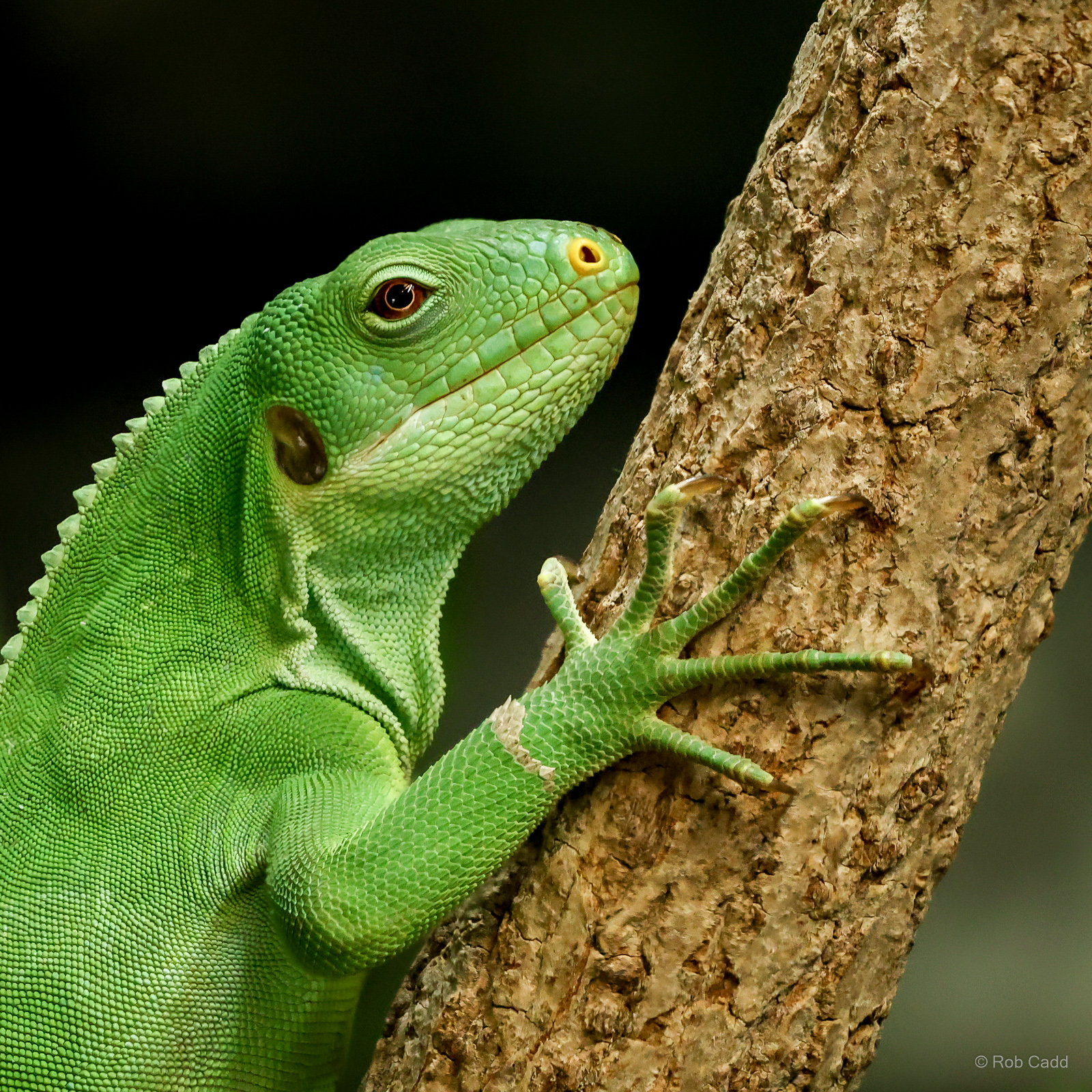 Lau banded iguana : Crocodiles of the World : 05 Jul 2024