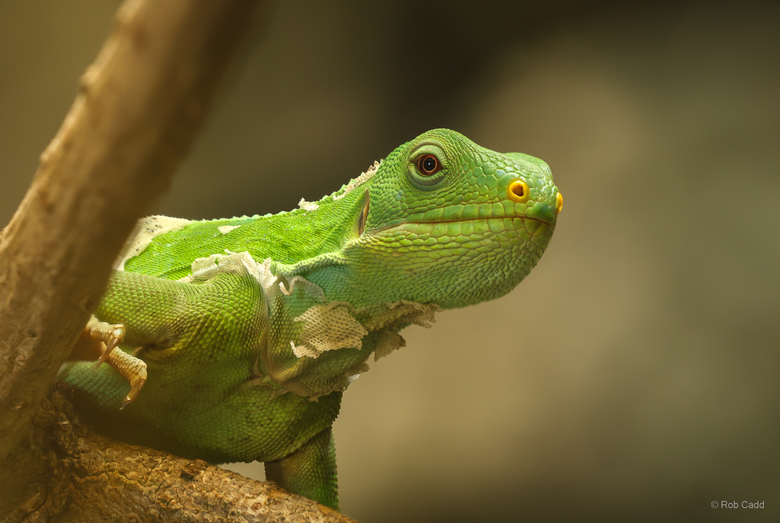Lau banded iguana : Crocodiles of the World : 20 Jun 2024