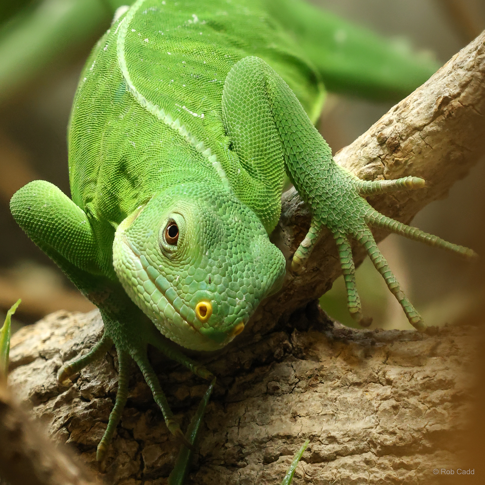 Lau banded iguana : Crocodiles of the World : 28 Jul 2024