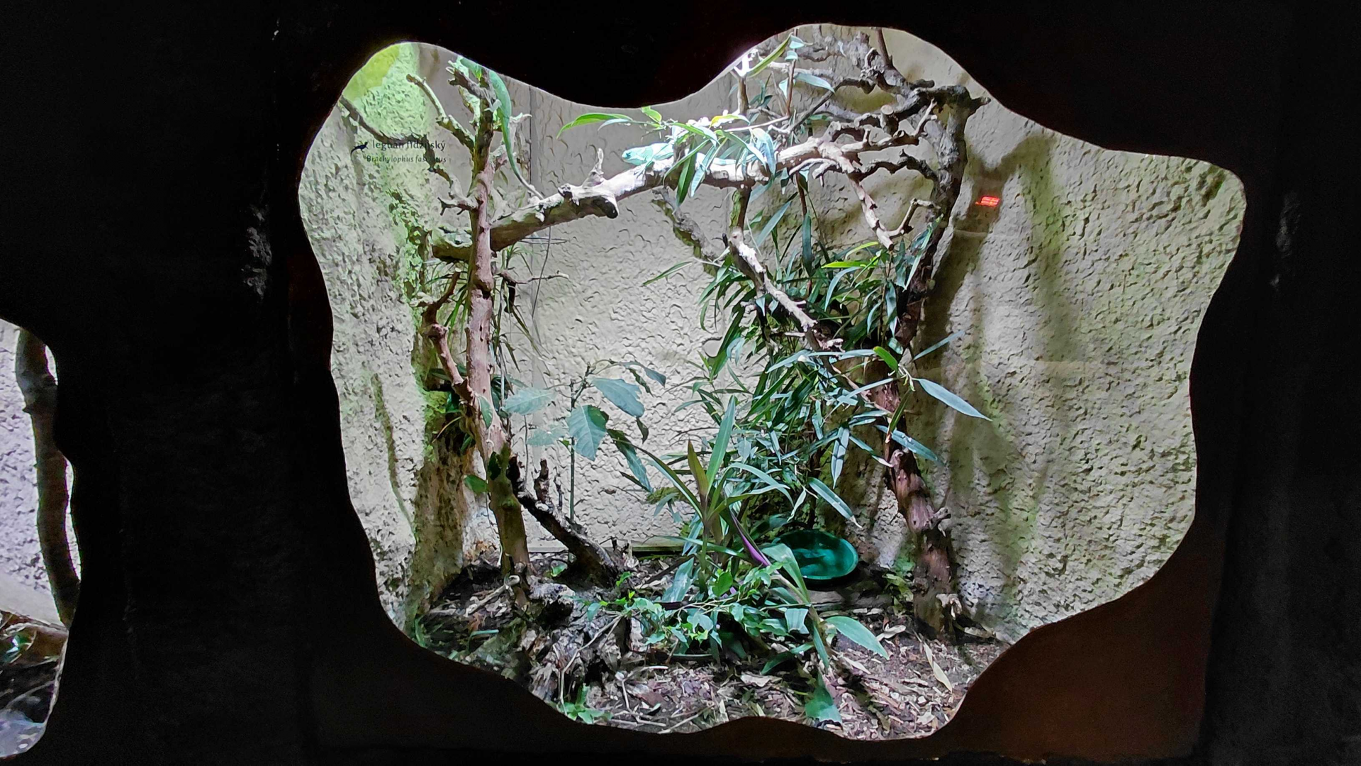 Lau banded iguana exhibit