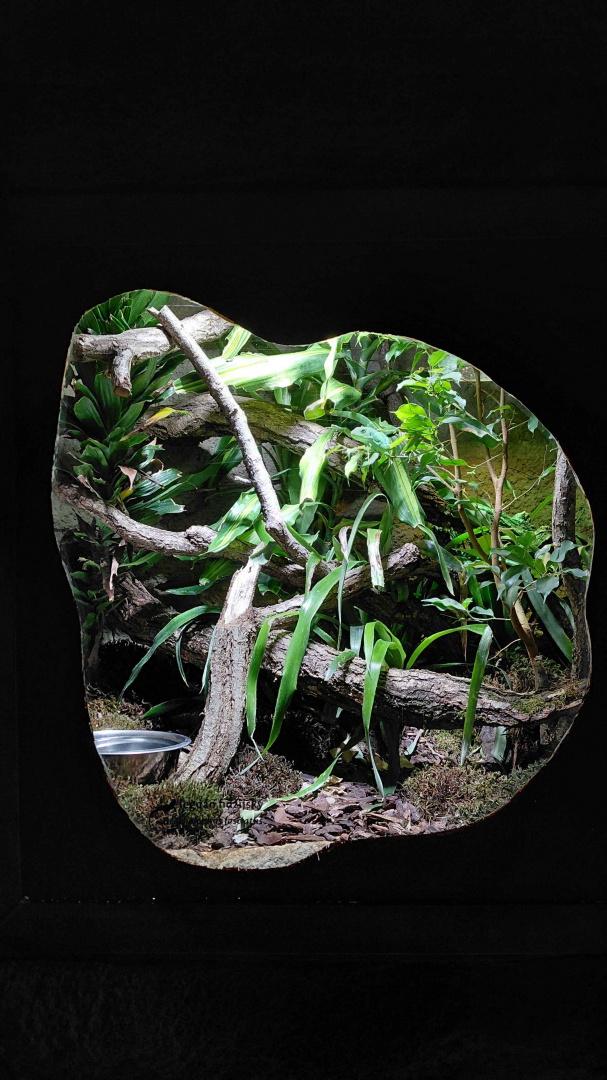 Lau banded iguana exhibit