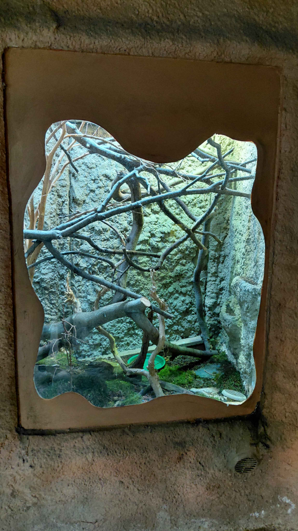 Lau banded iguana exhibit