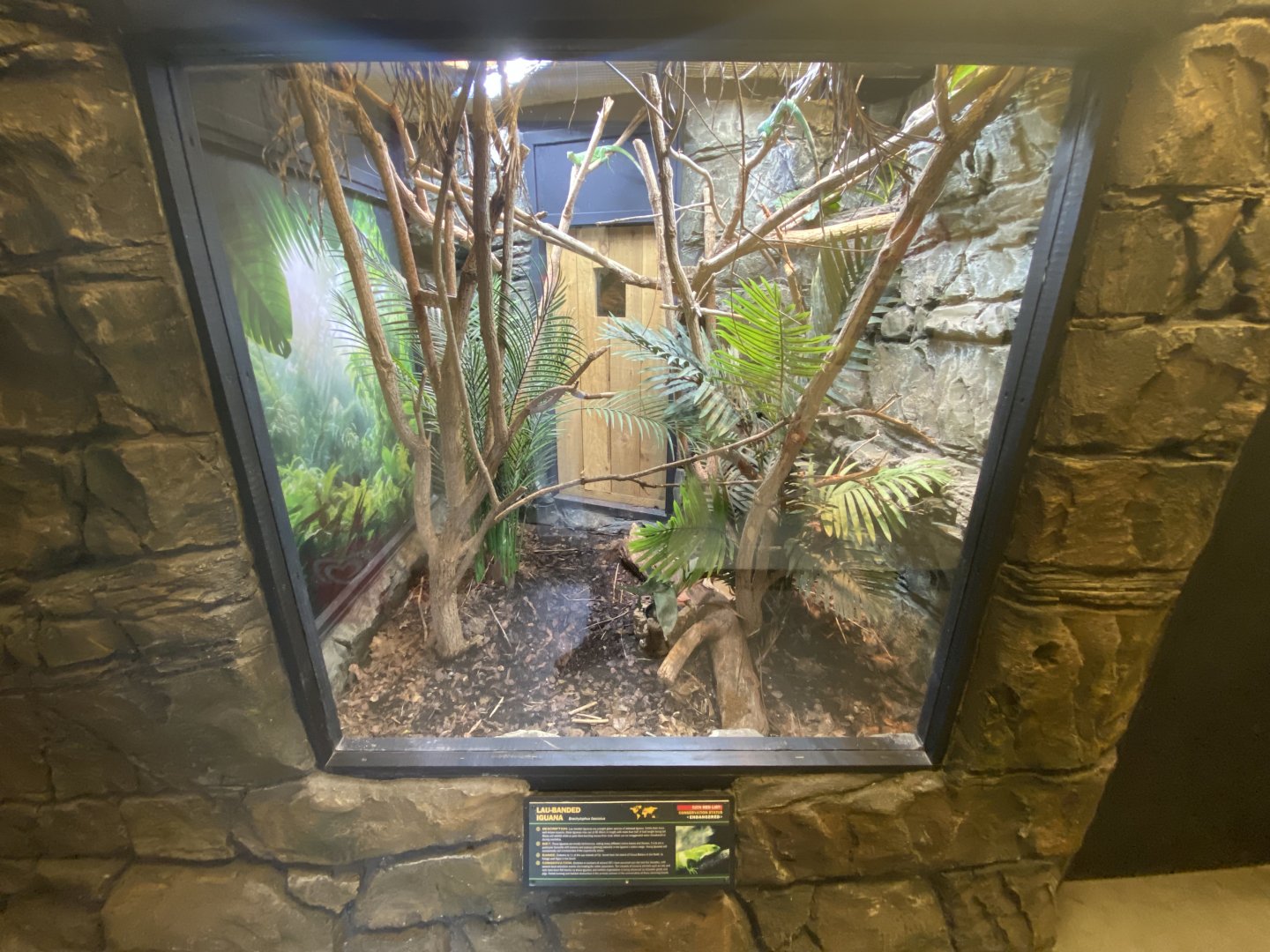 Lau-banded iguana exhibit