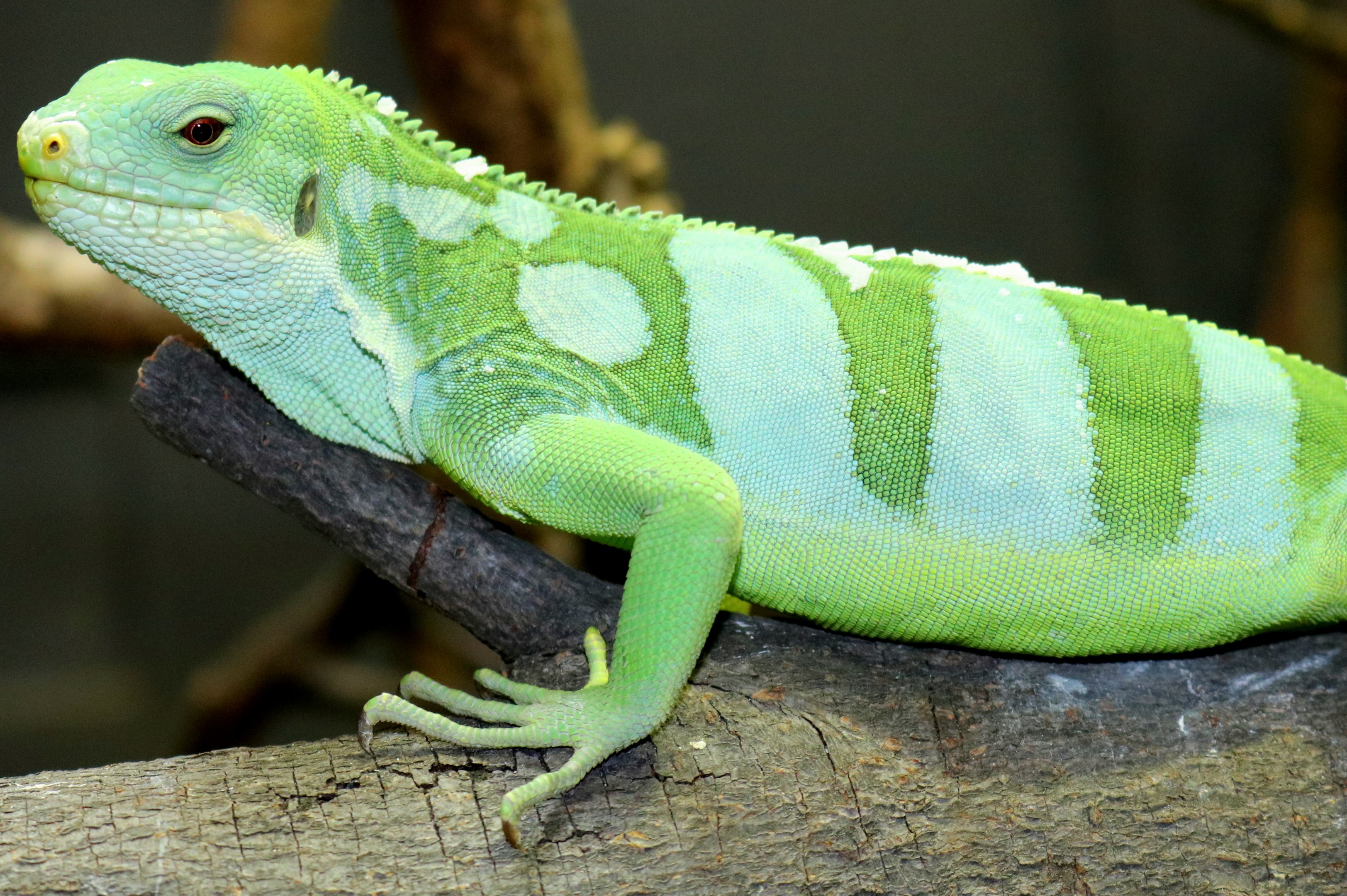 Lau banded iguana; London Zoo; 24th February 2018