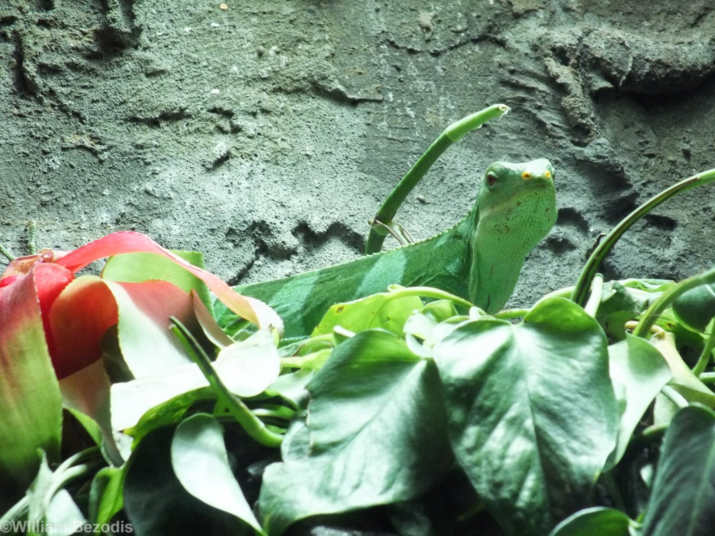 Lau Banded Iguana - Wroclaw Zoo Terrarium