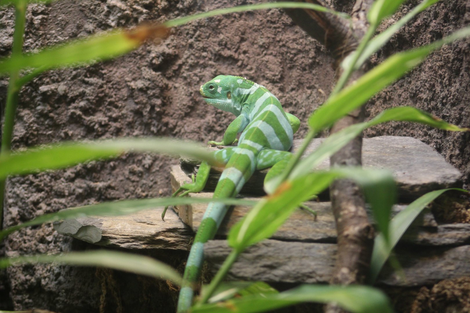 Lau Banded Iguana