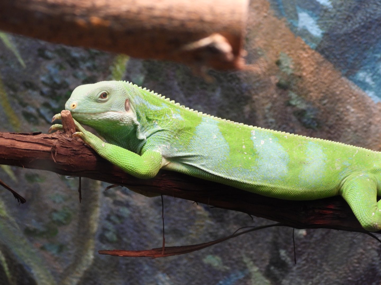 Lau banded iguana