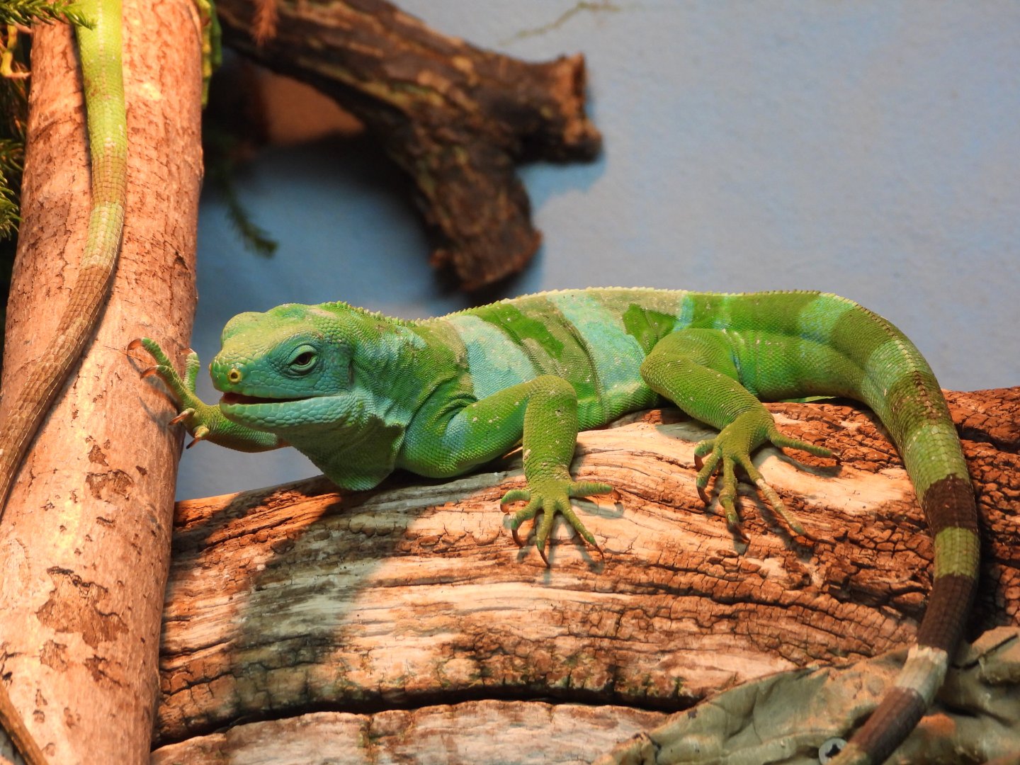 Lau banded iguana