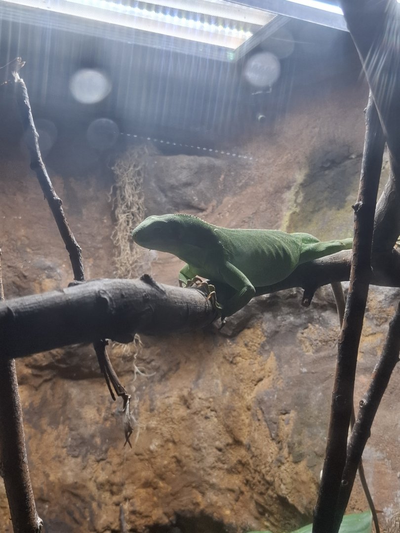 Lau Banded Iguana