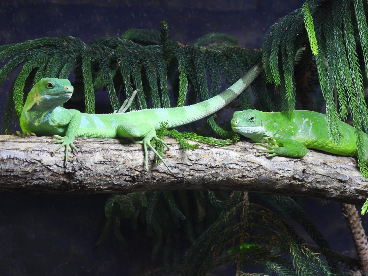 Lau banded iguanas