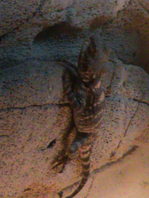 laudakia stellio 160911