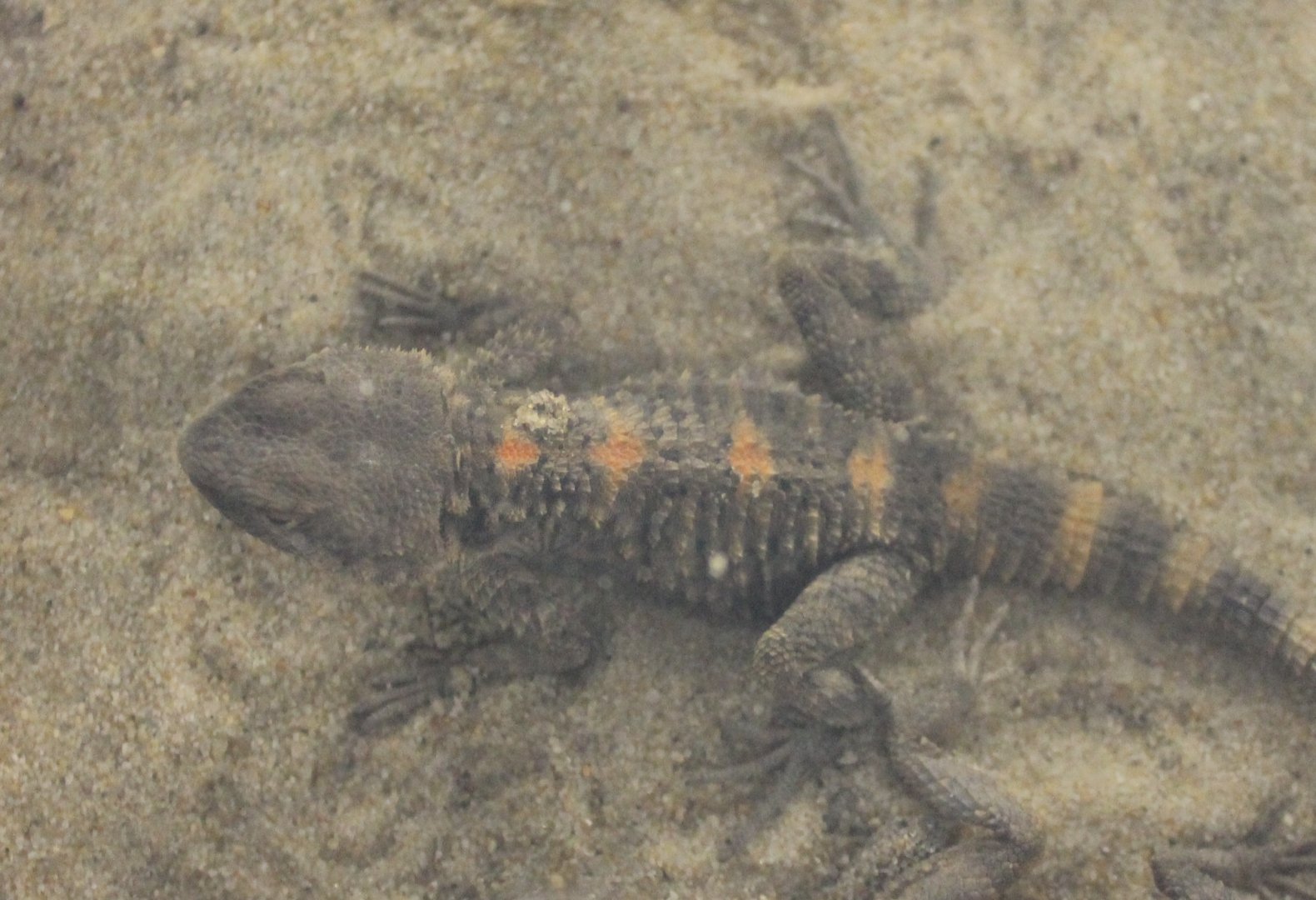 Laudakia stellio brachydactyla