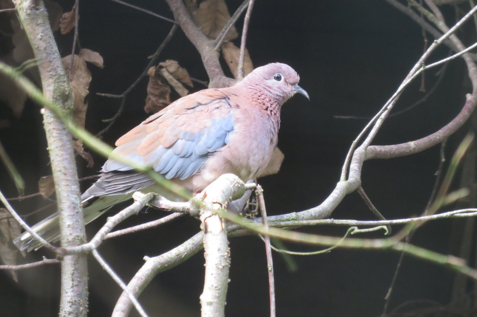 Laughing dove 040319