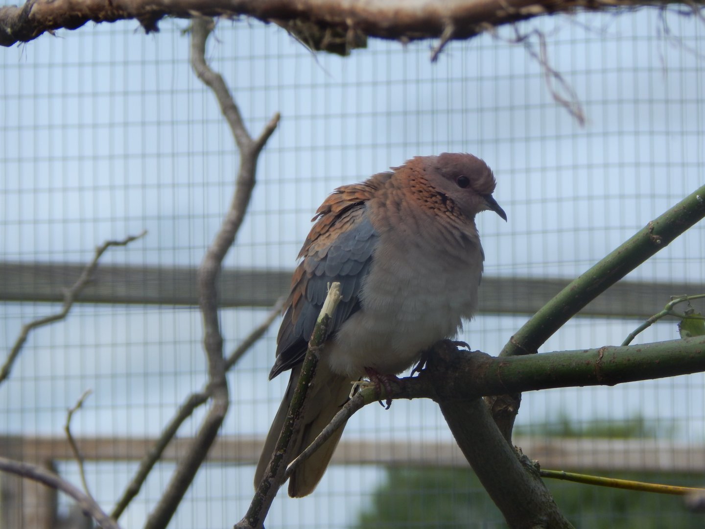 Laughing dove 060625