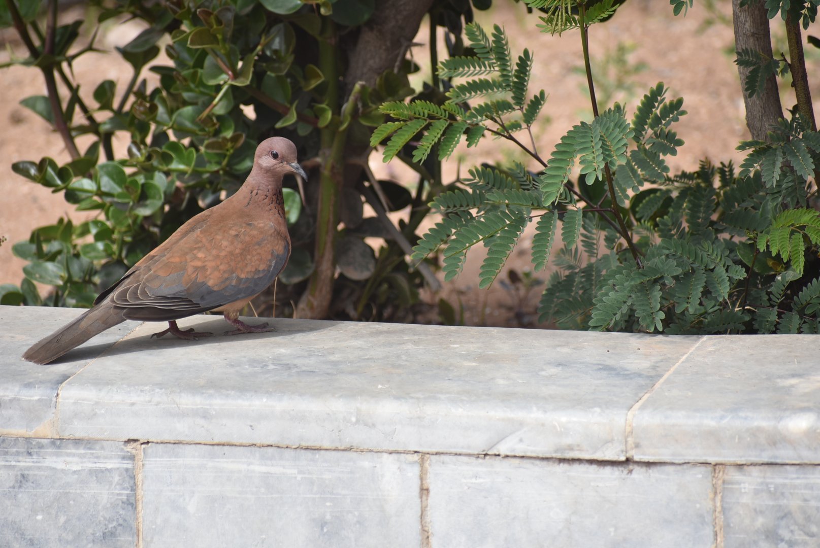 Laughing dove - (Agadir)