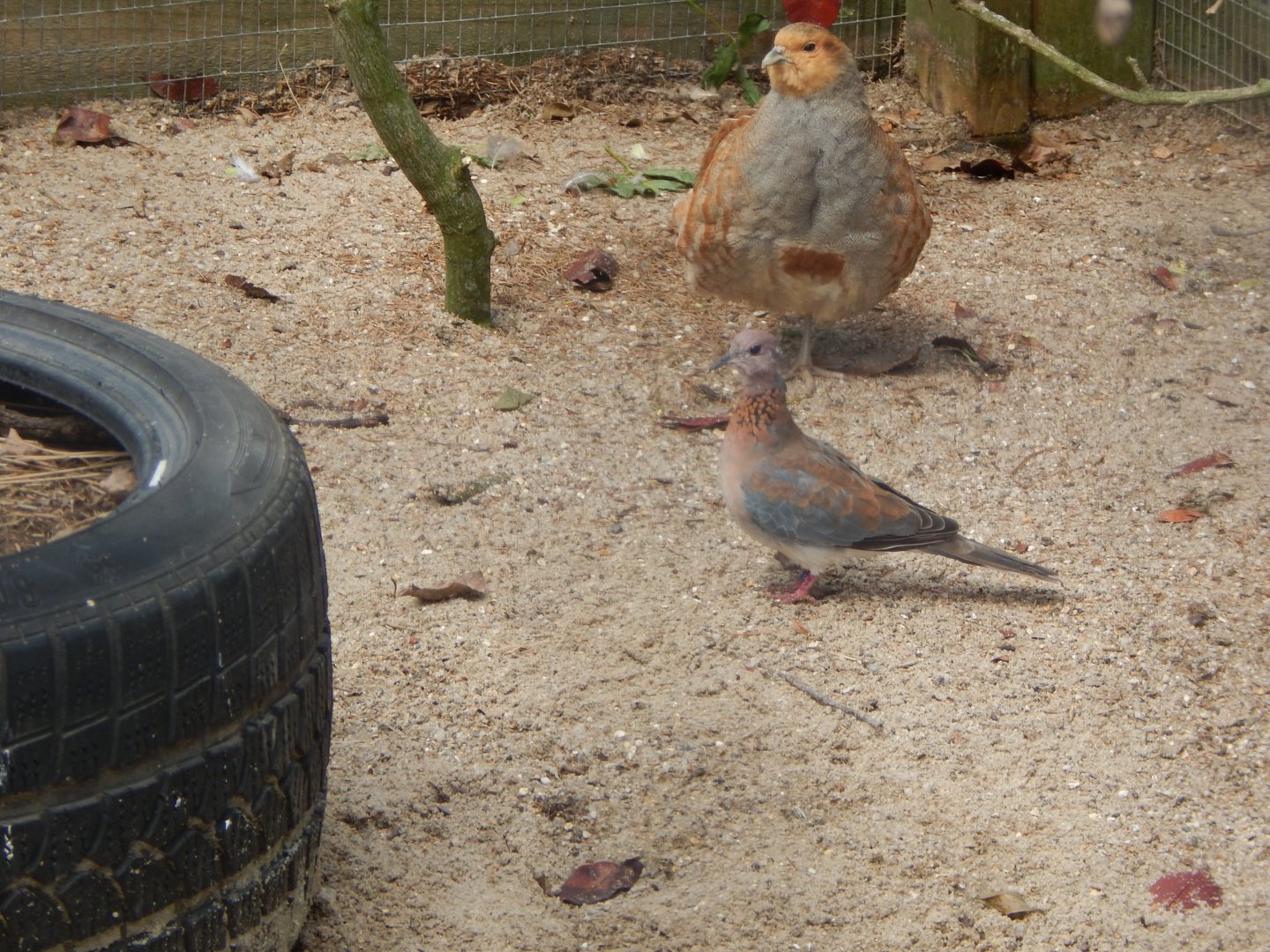 Laughing dove and Grey partridge 060625