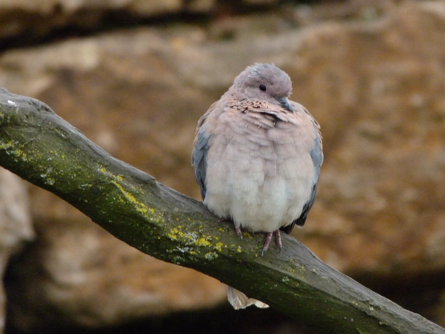 Laughing dove -Bioparc de Doué la Fontaine (2025)
