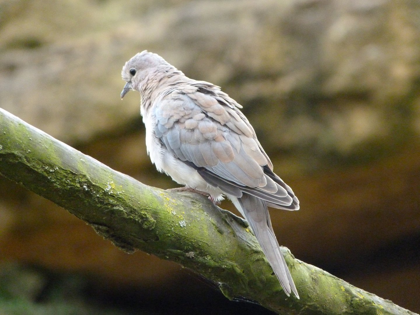 Laughing dove -Bioparc de Doué la Fontaine (2025)