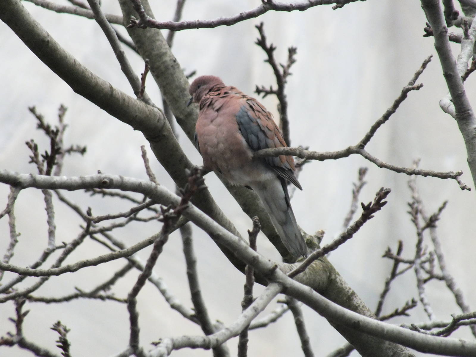 Laughing dove in Istanbul