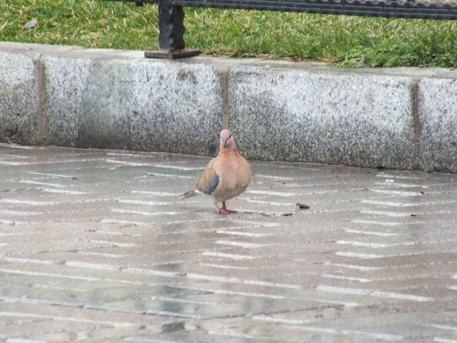 Laughing dove in Istanbul