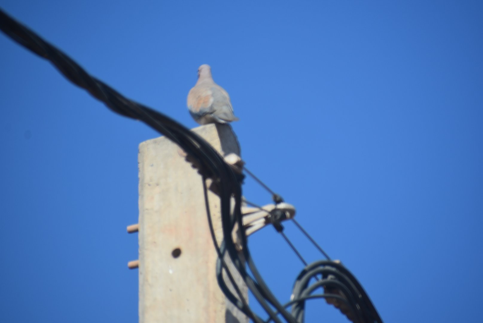 Laughing dove - (Issen)